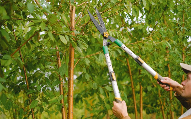 Tree trimming in Goodyear, AZ